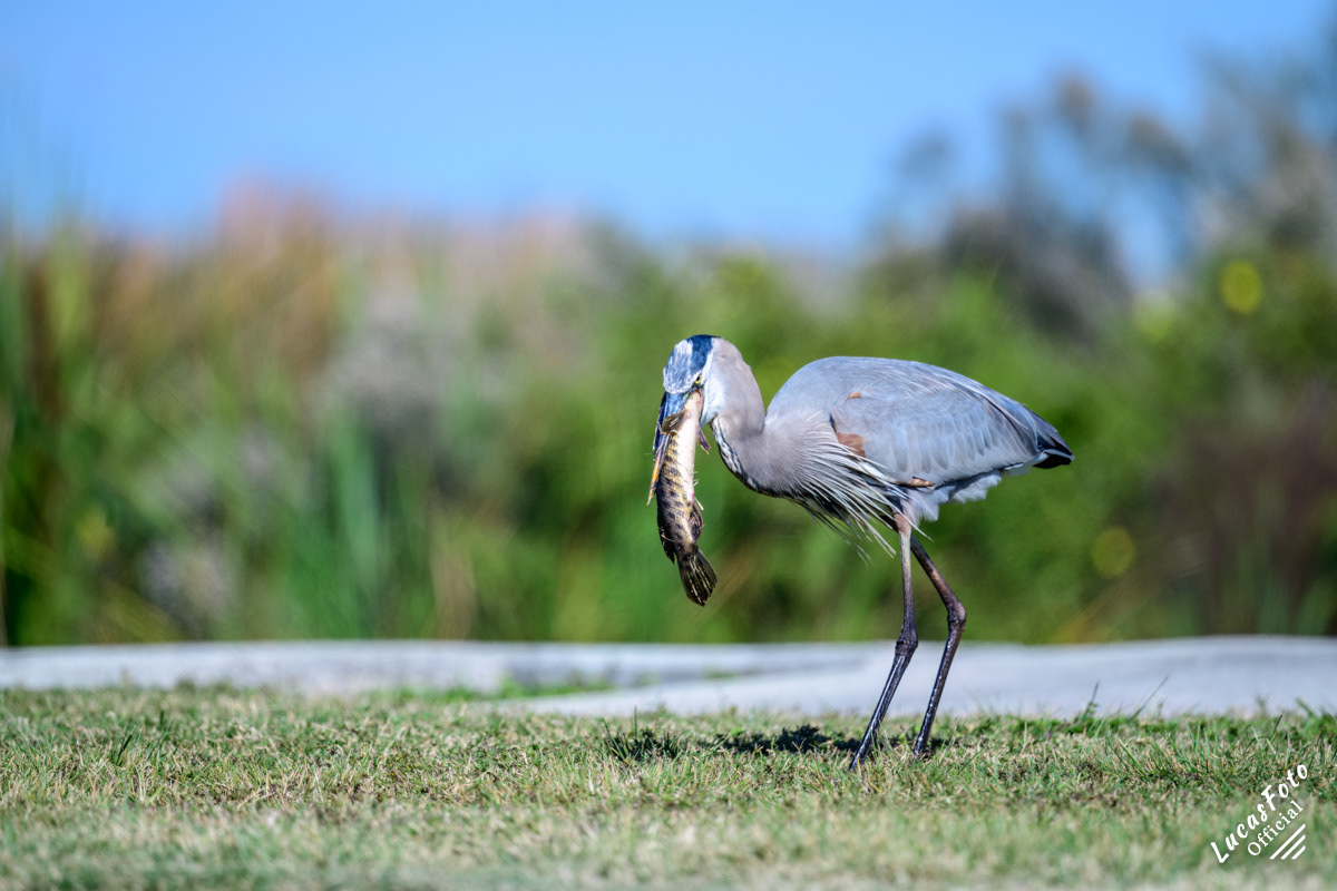 Great Blue Heron
