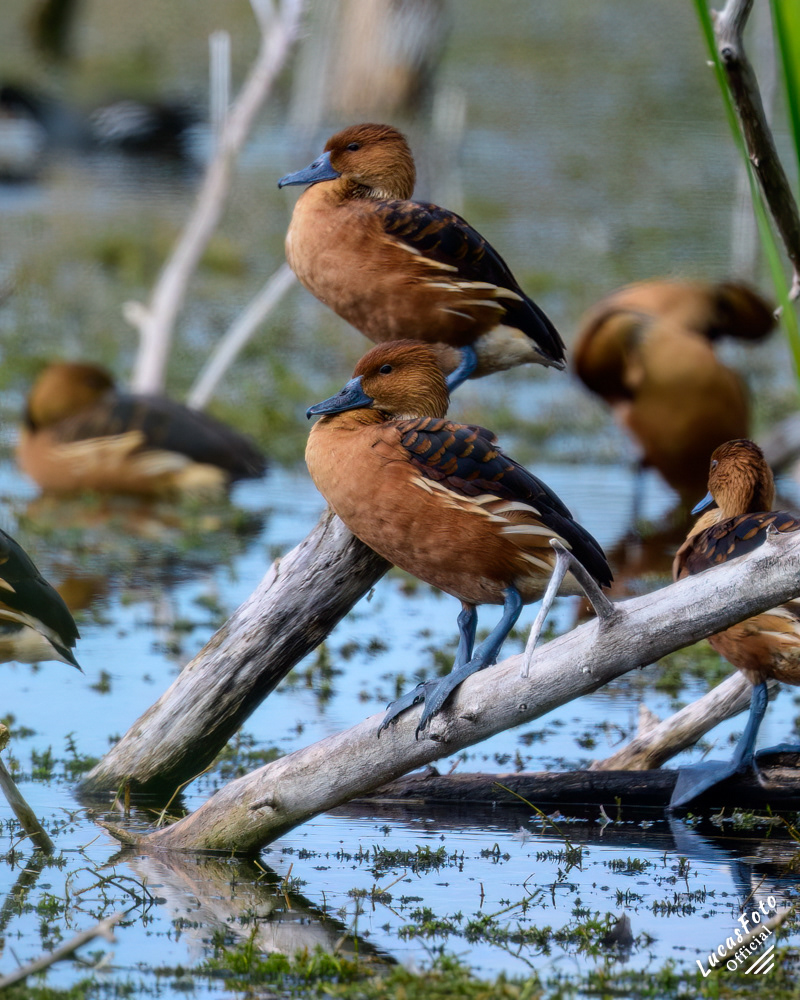 Fulvous Whistling-Duck