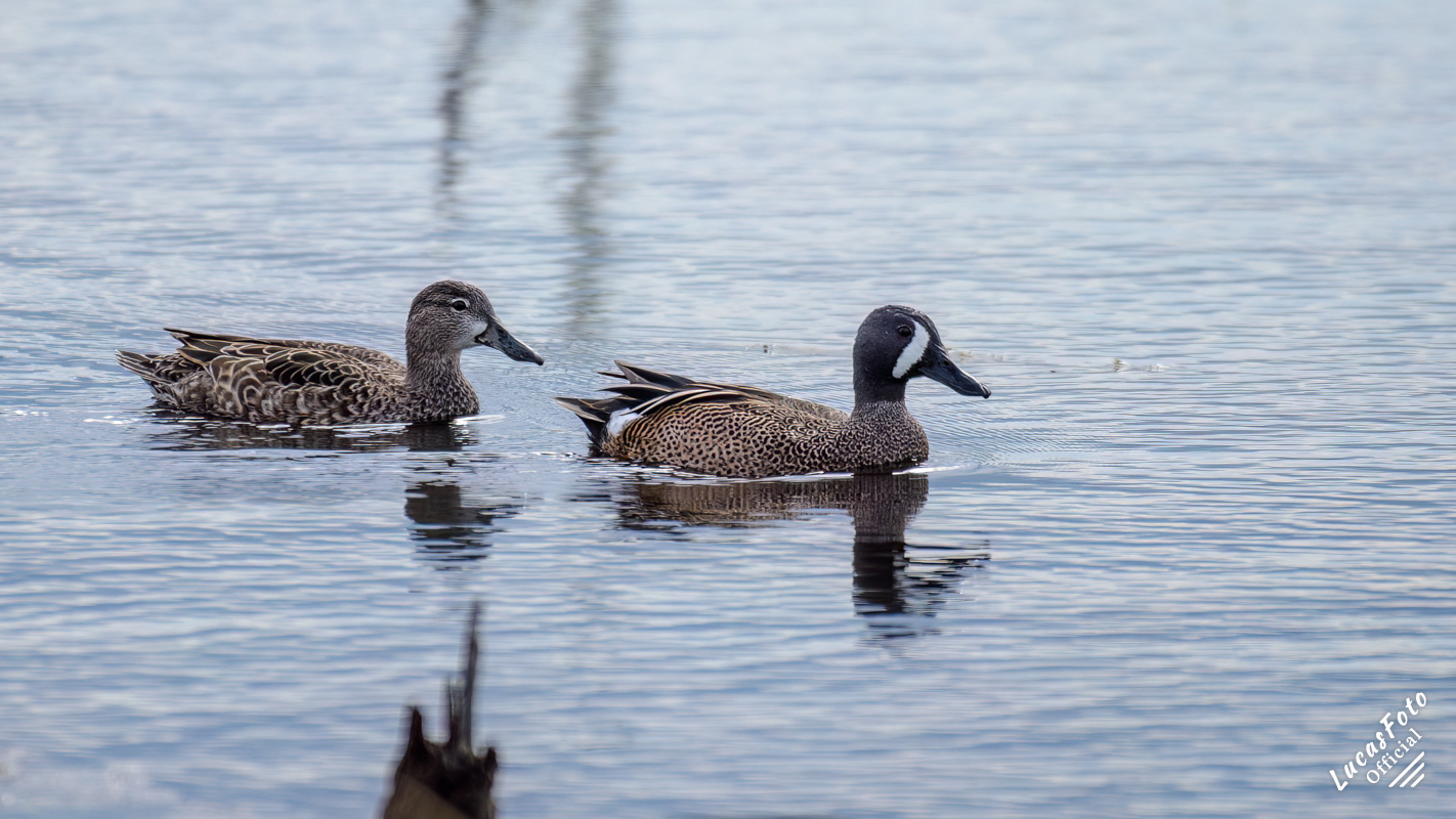 Blue-winged Teal