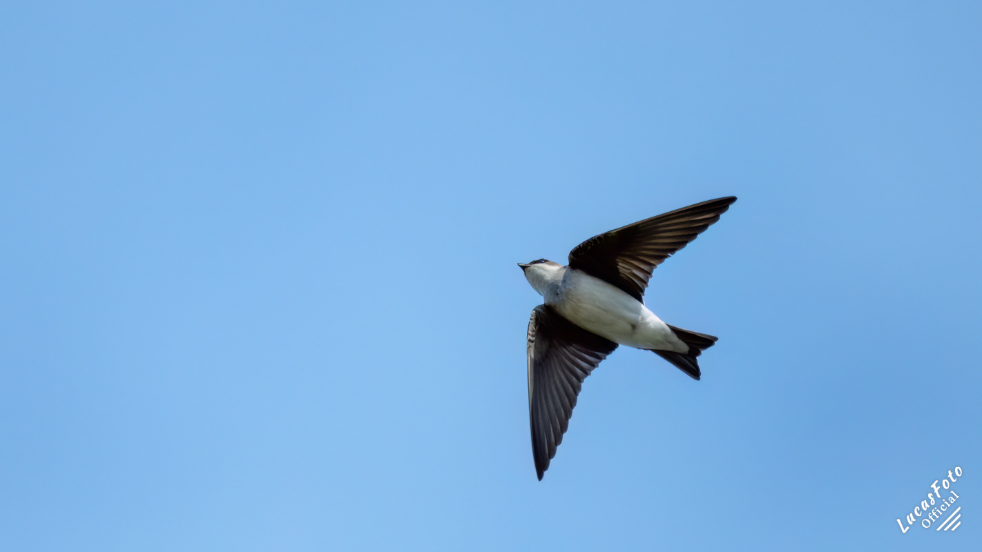 Tree Swallow