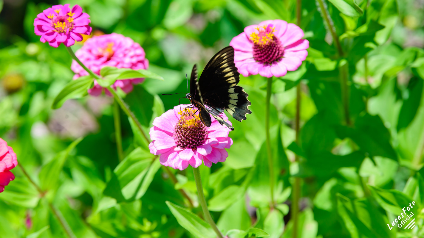 Polydamas swallowtail