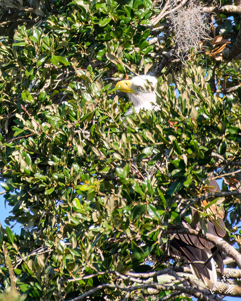 Bald Eagle
