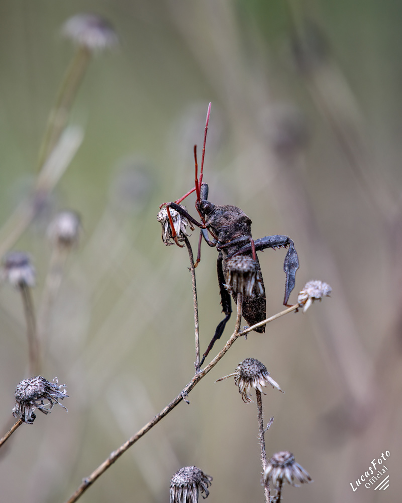 Leaf-footed bug