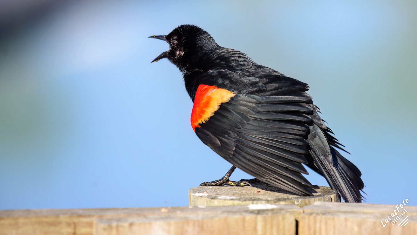 Red-winged Blackbird