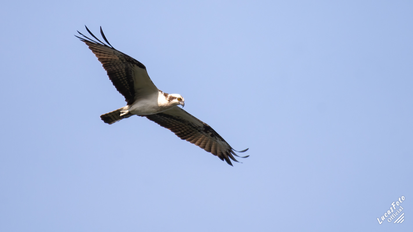 Osprey