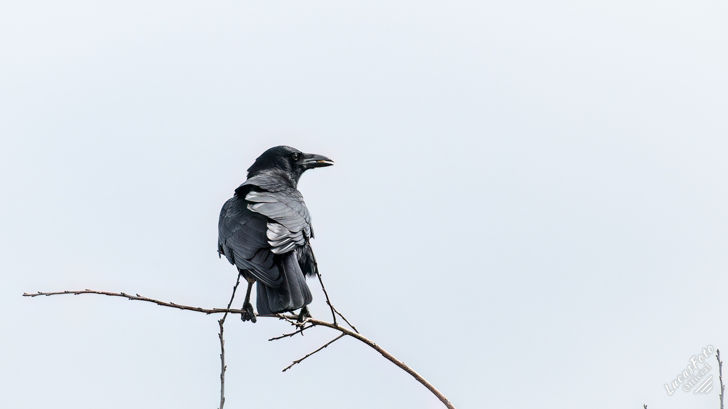 Fish Crow