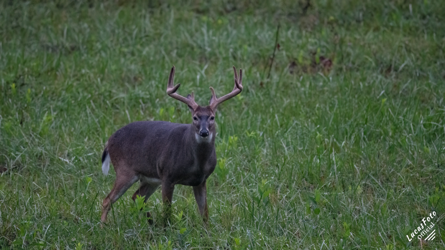 Whitetail