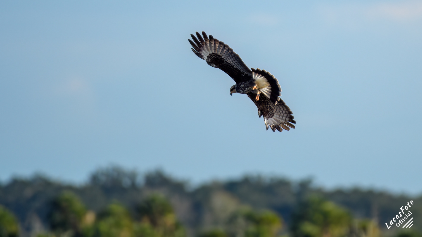 Snail Kite