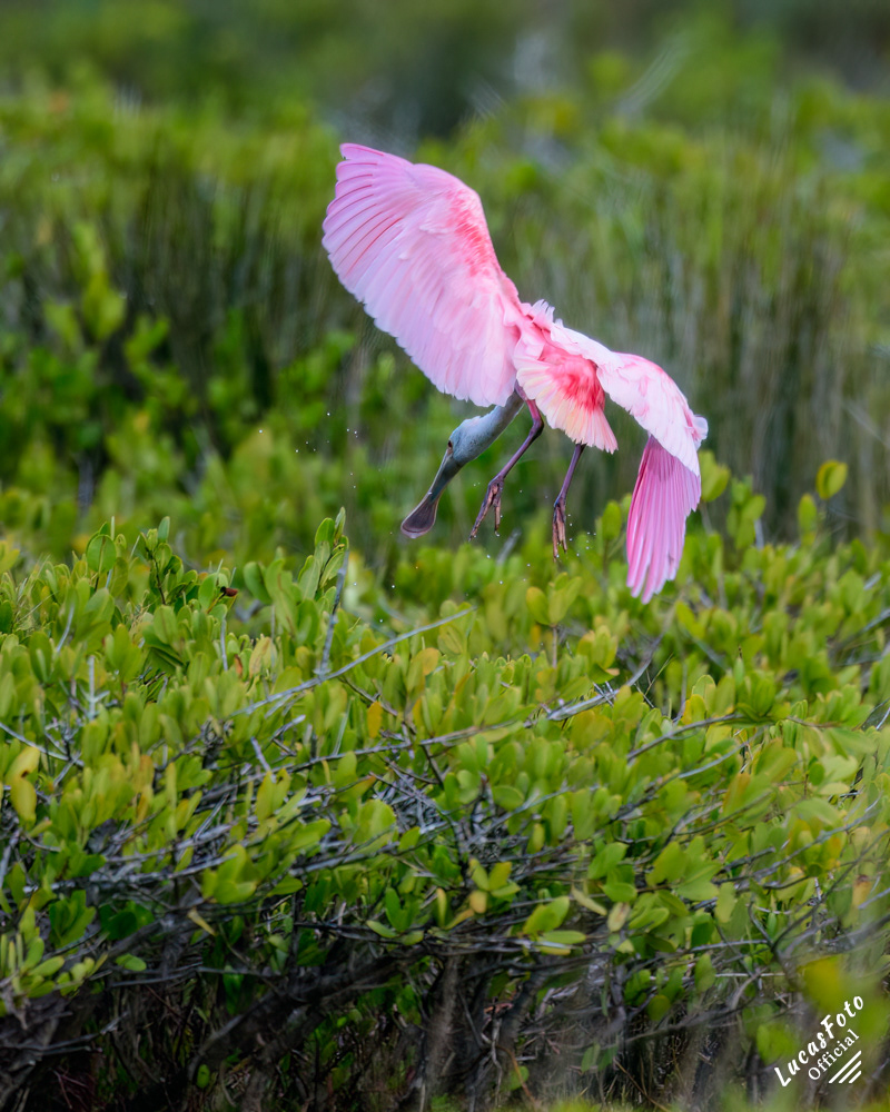 Roseate Spoonbill