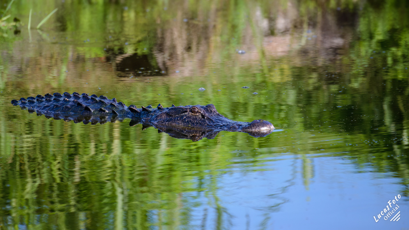 Alligator