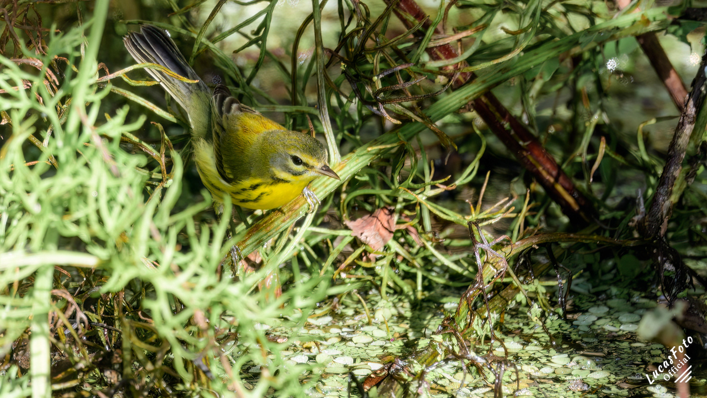 Prairie Warbler