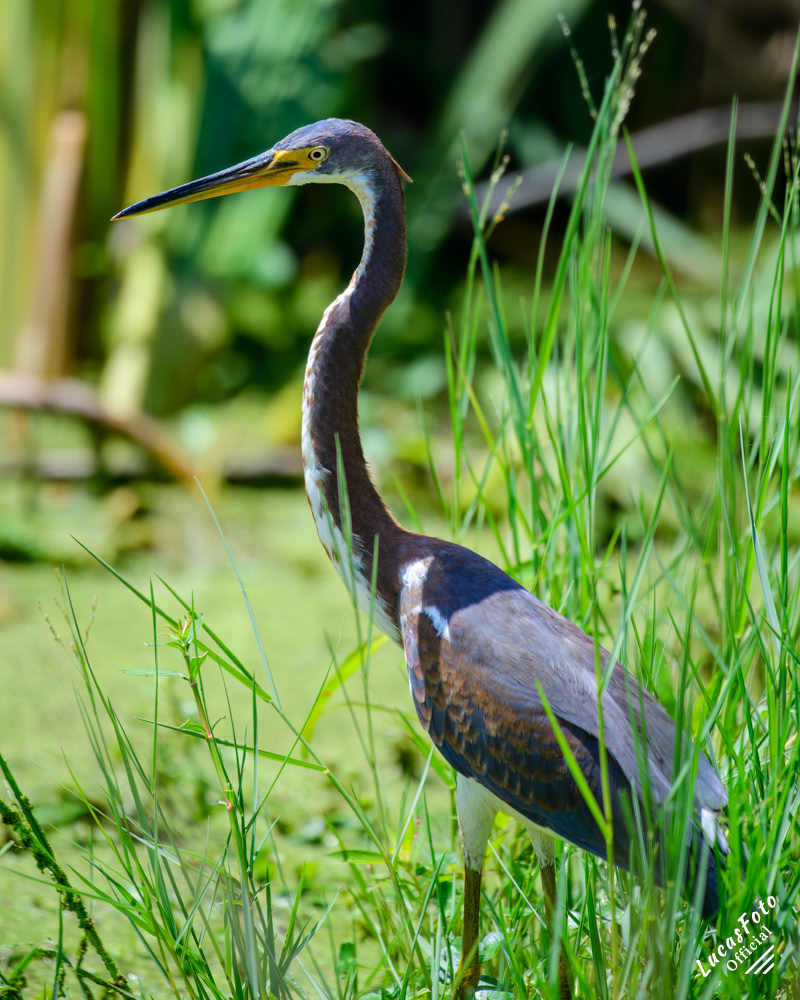 Tricolored Heron