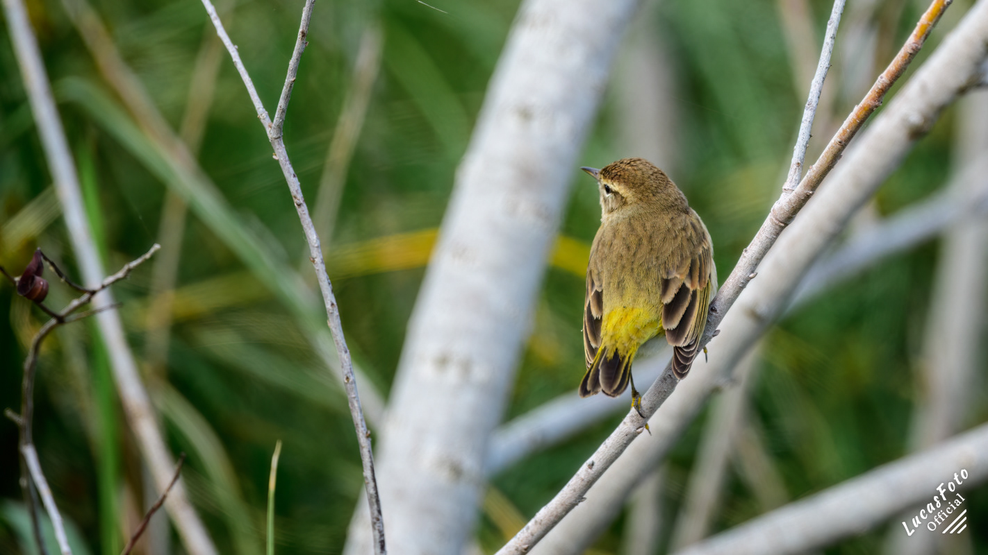 Palm Warbler