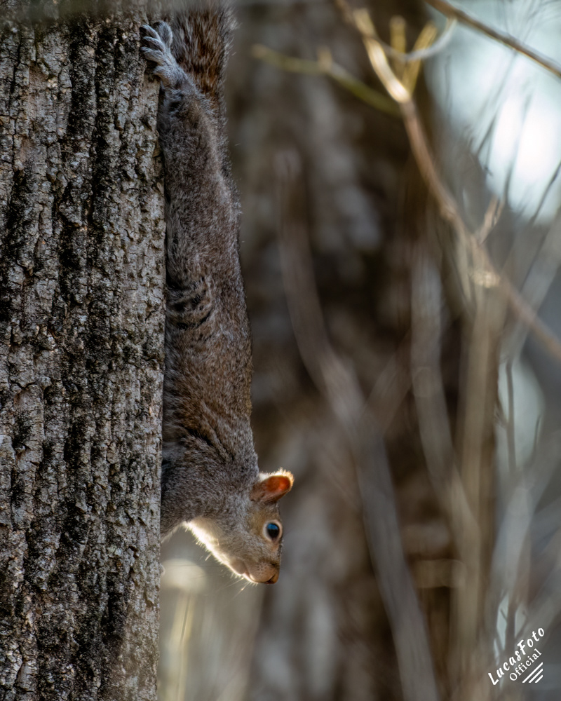 Gray Squirrel