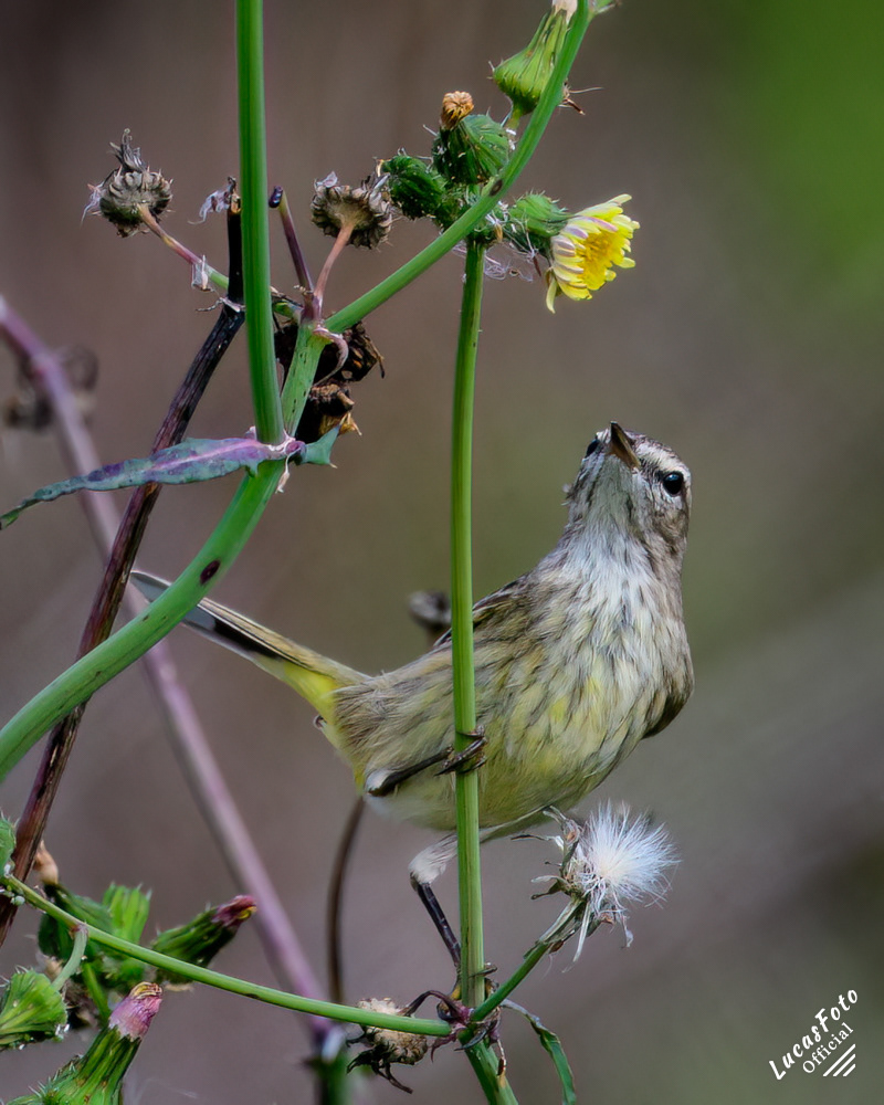 Palm Warbler