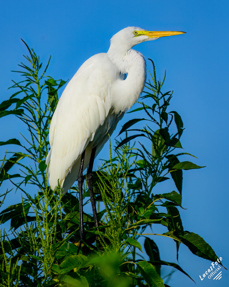 Great Egret