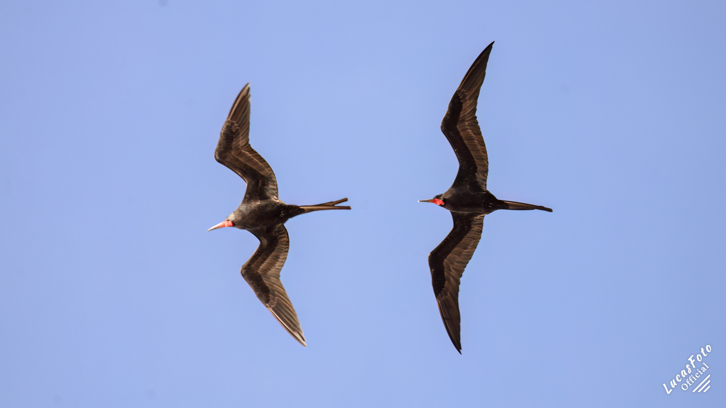 Magnificent Frigatebird