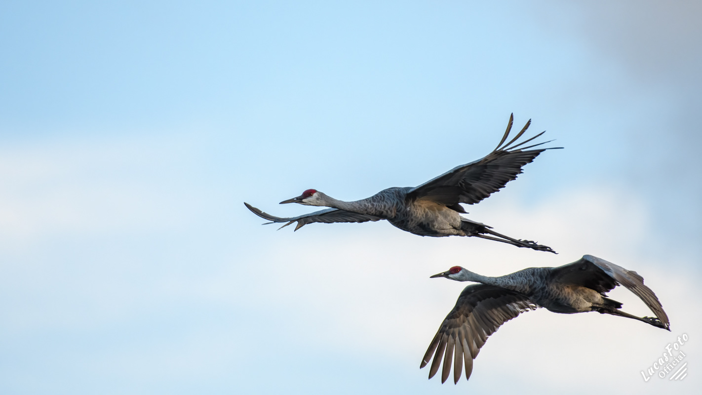 Sandhill Crane