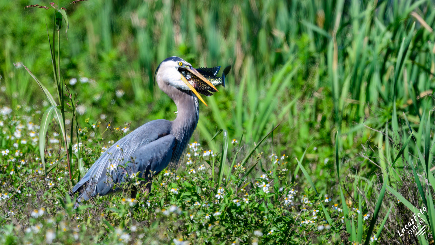 Great Blue Heron