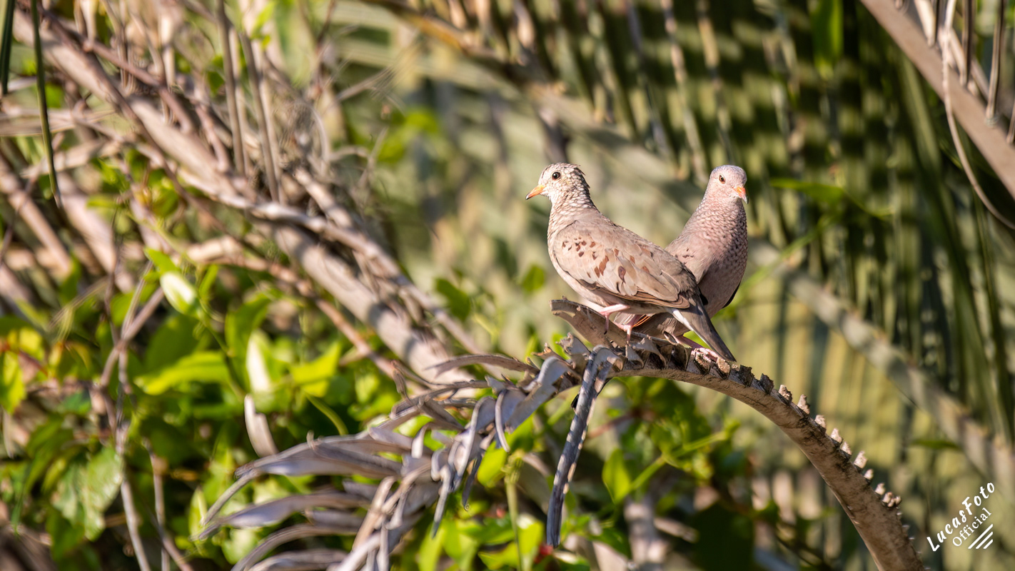 Common Ground Dove