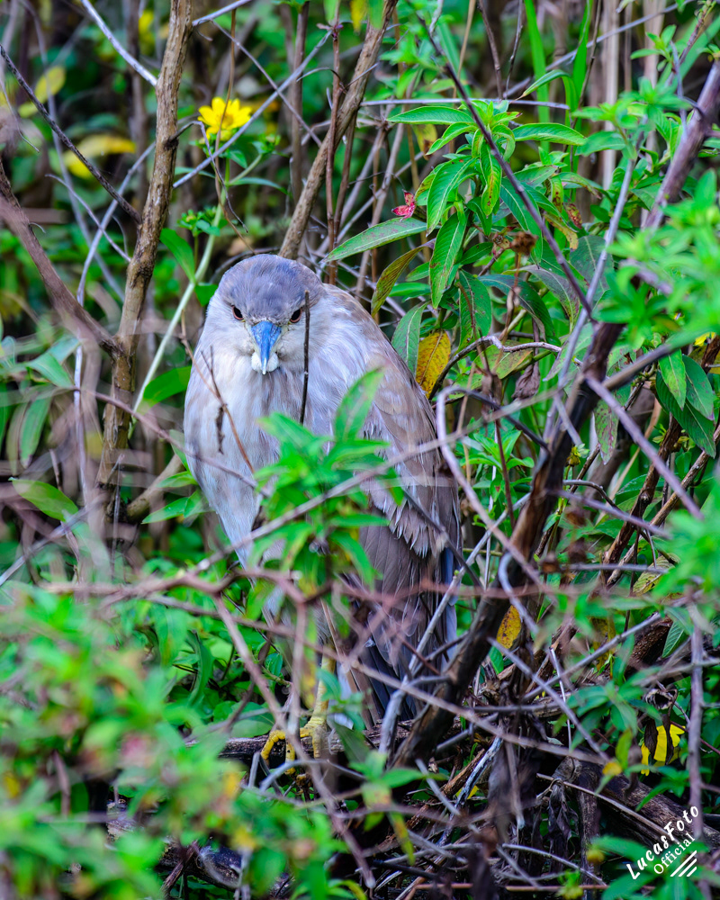 Black-crowned Night Heron