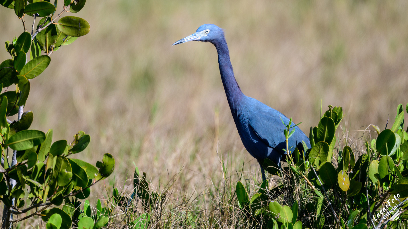 Little Blue Heron