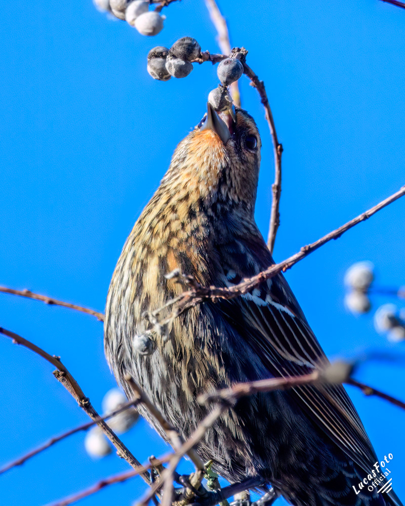 Red-winged Blackbird