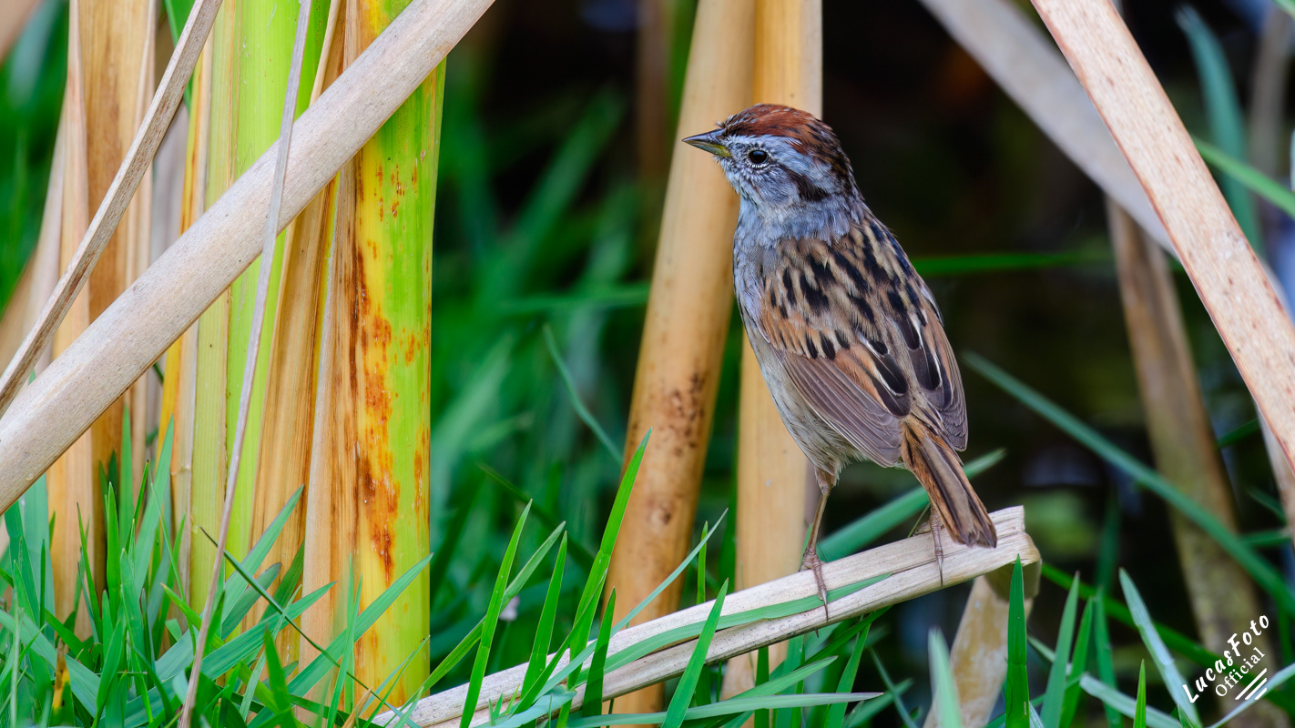Swamp Sparrow