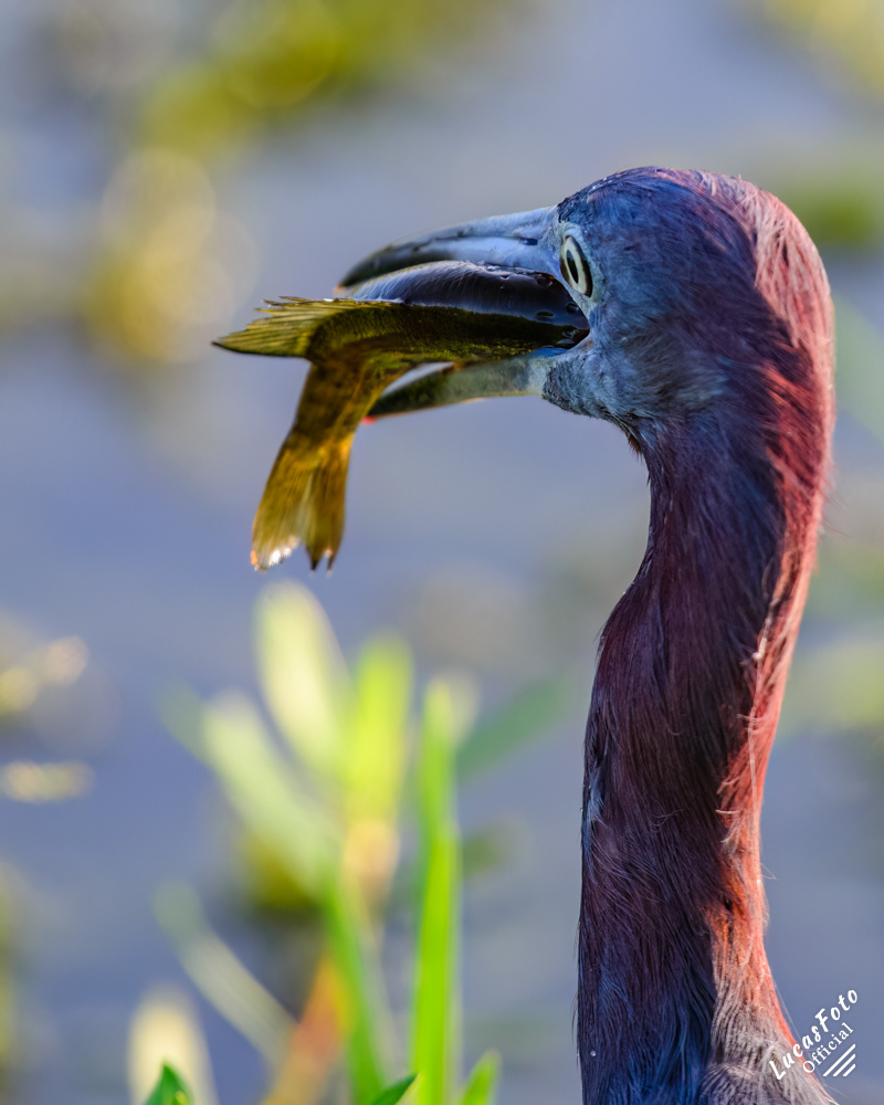 Little Blue Heron