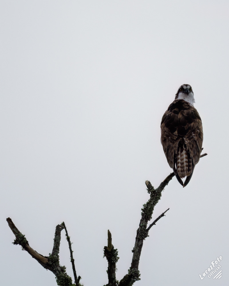 Osprey