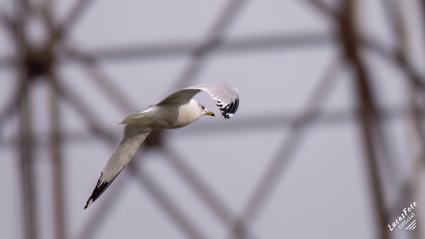 Ring-billed Gull
