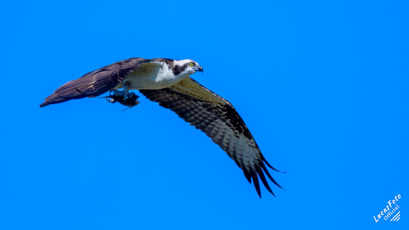 Osprey