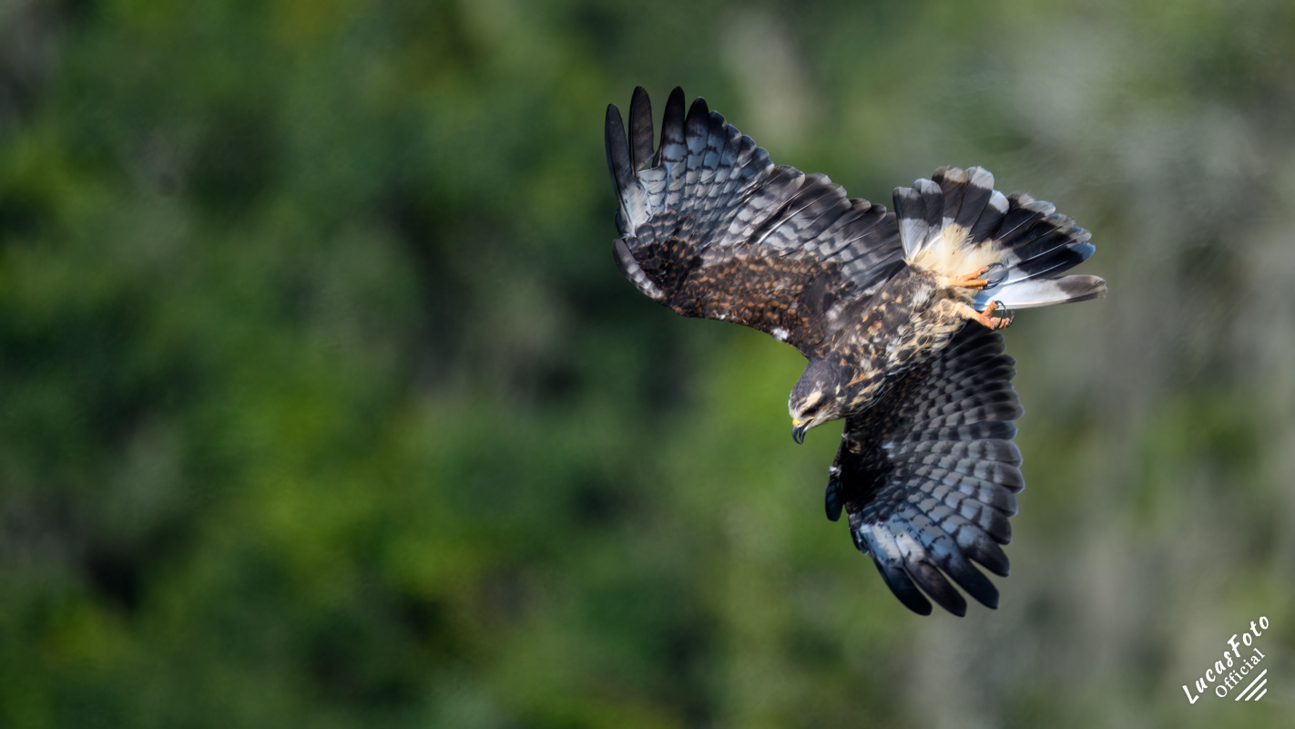 Snail Kite