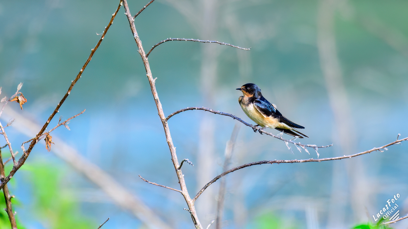 Barn Swallow