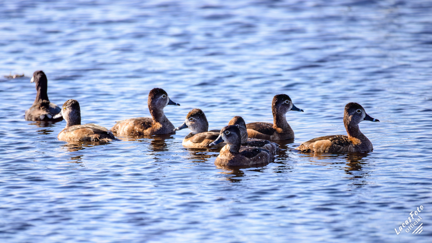 Ring-necked Duck