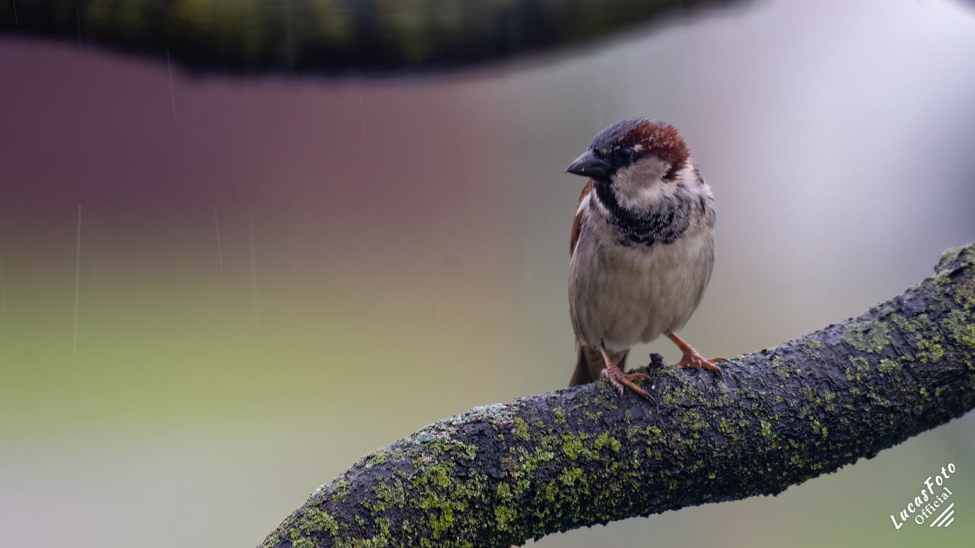 House Sparrow