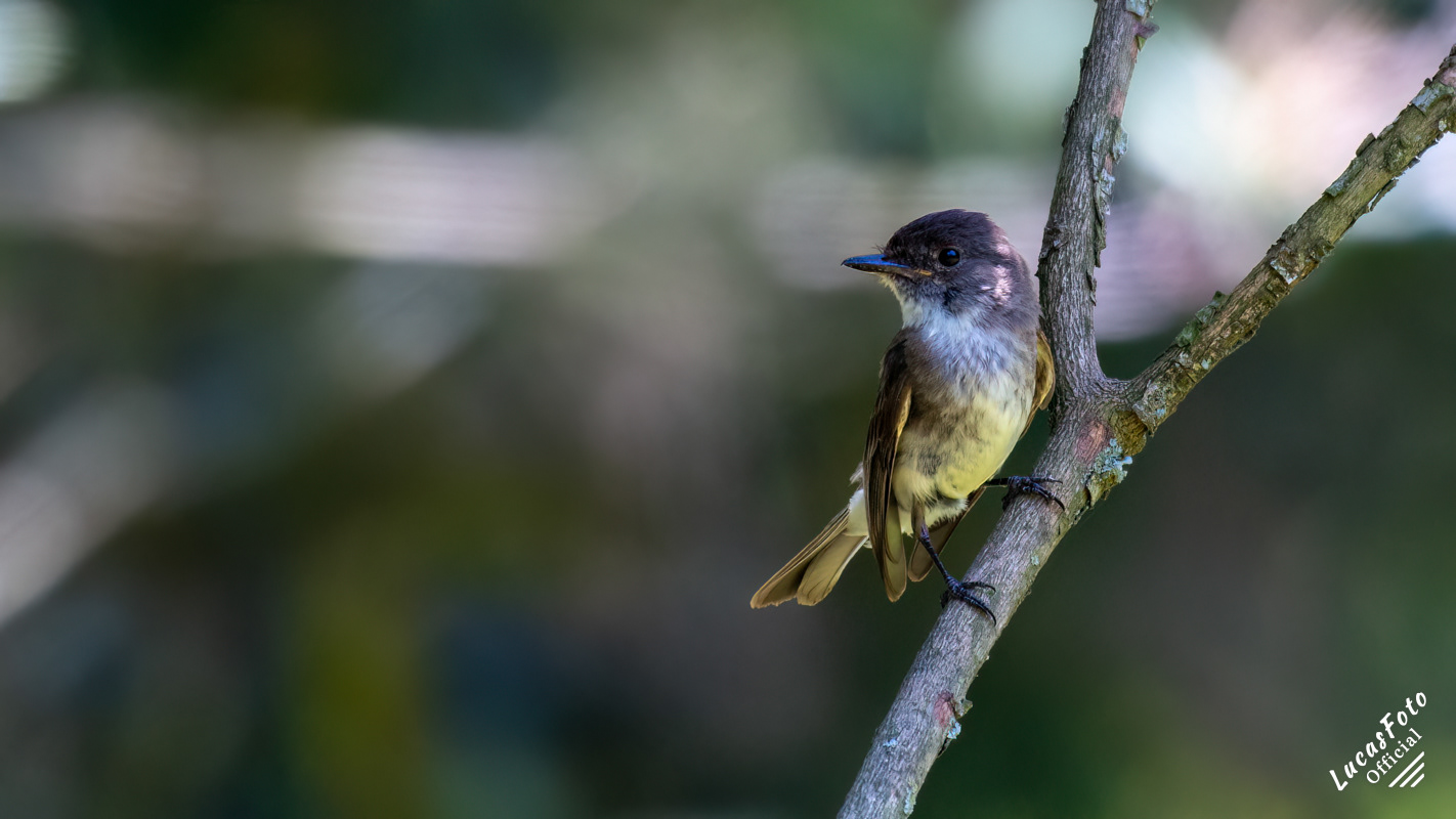 Eastern Phoebe