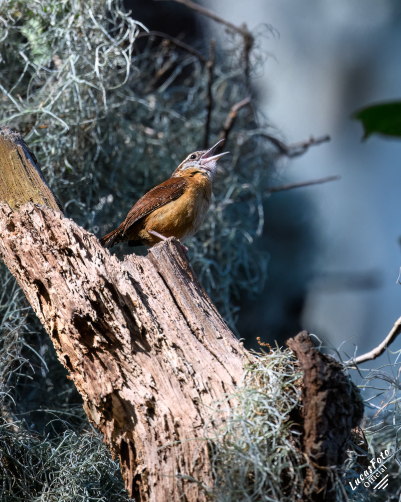 Carolina Wren