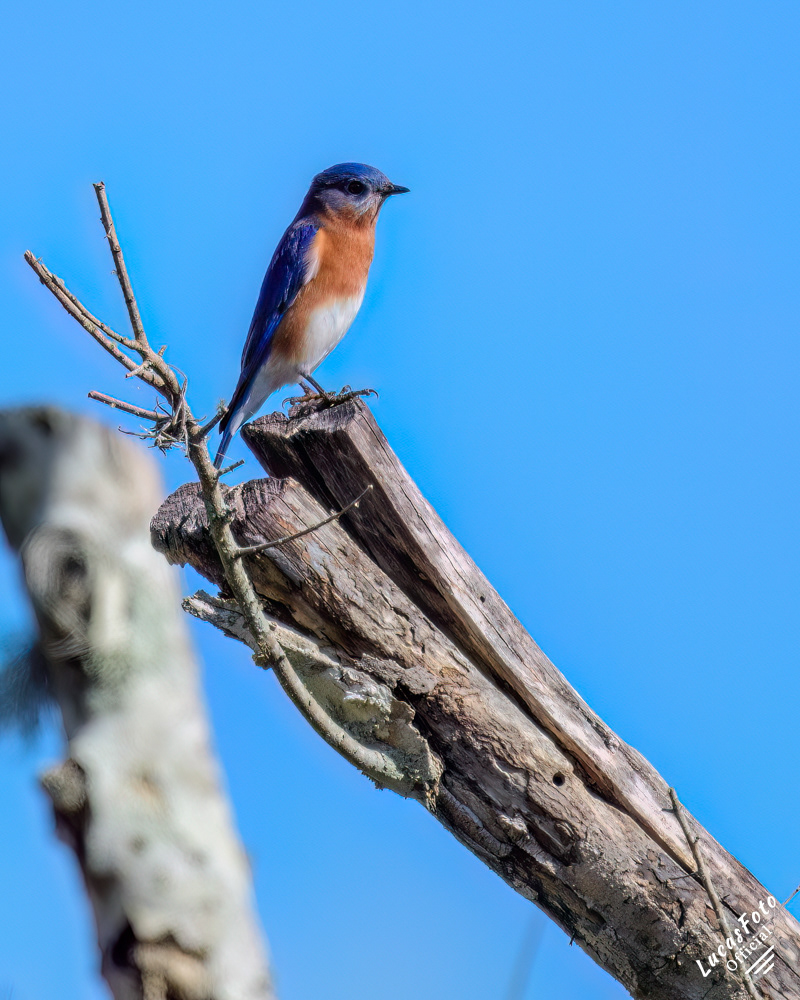 Eastern Bluebird