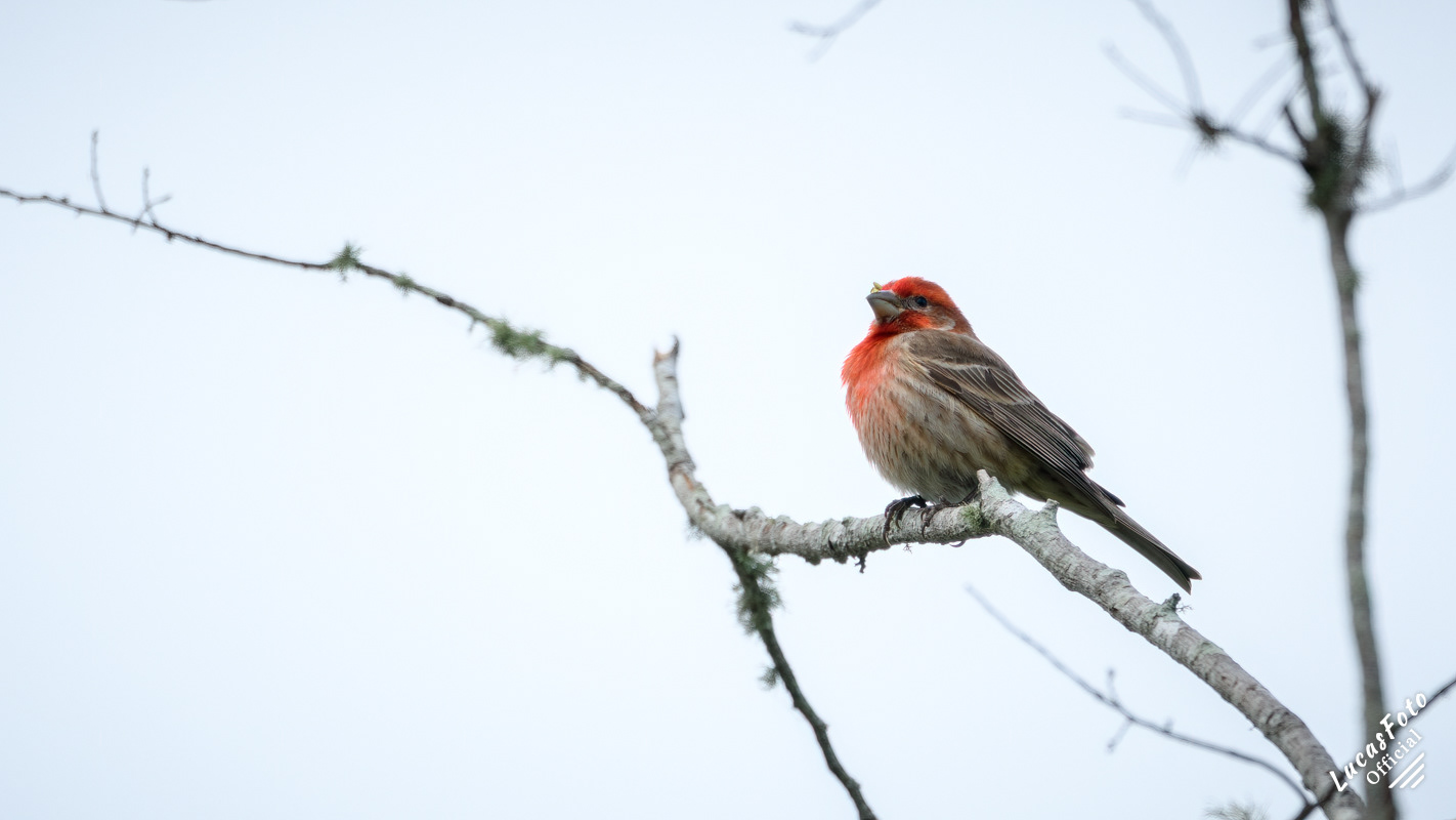 House Finch