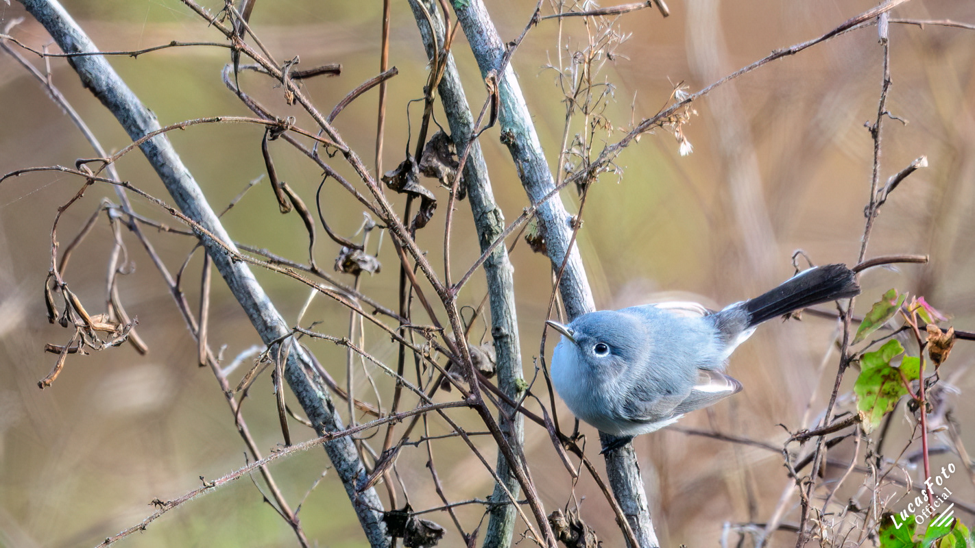 Blue-gray Gnatcatcher