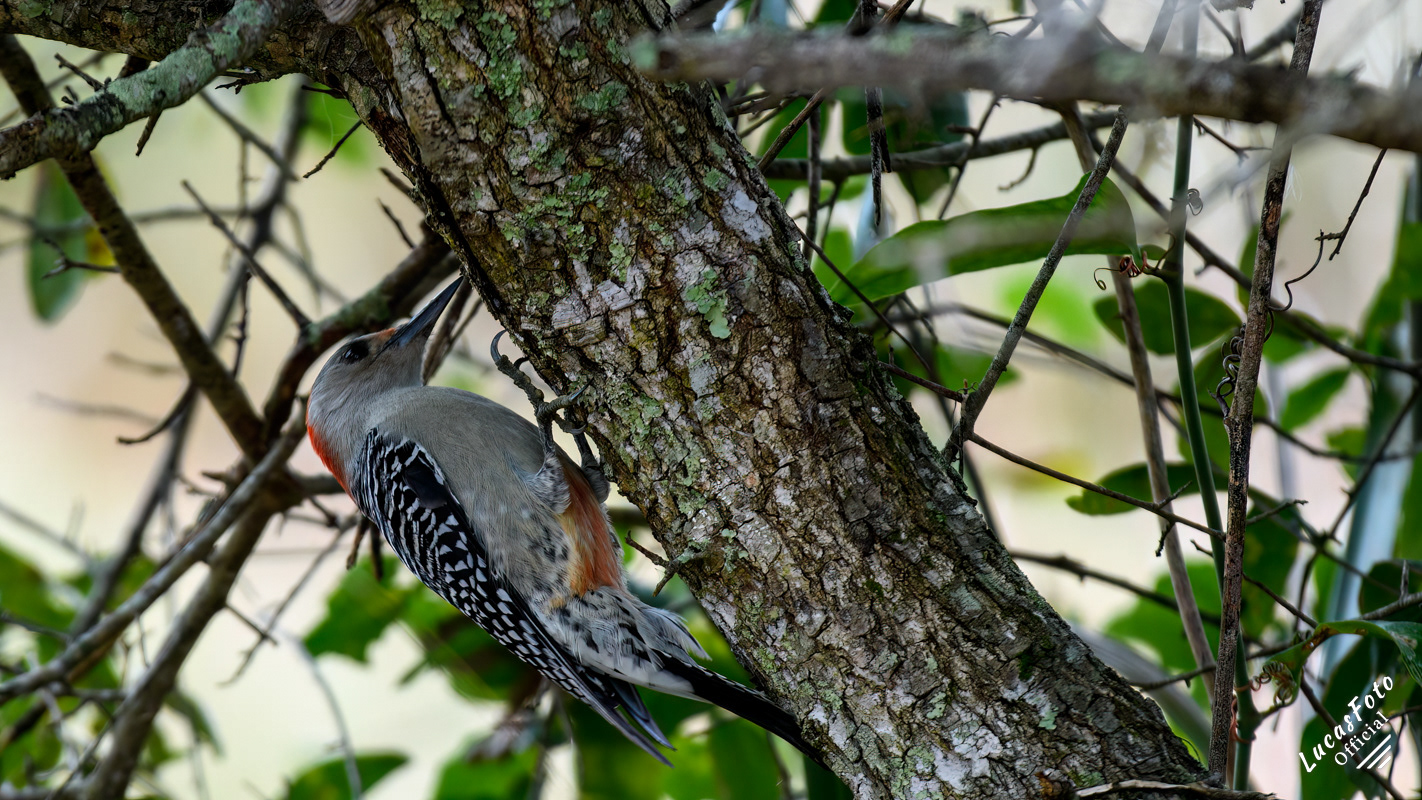 Red-bellied Woodpecker