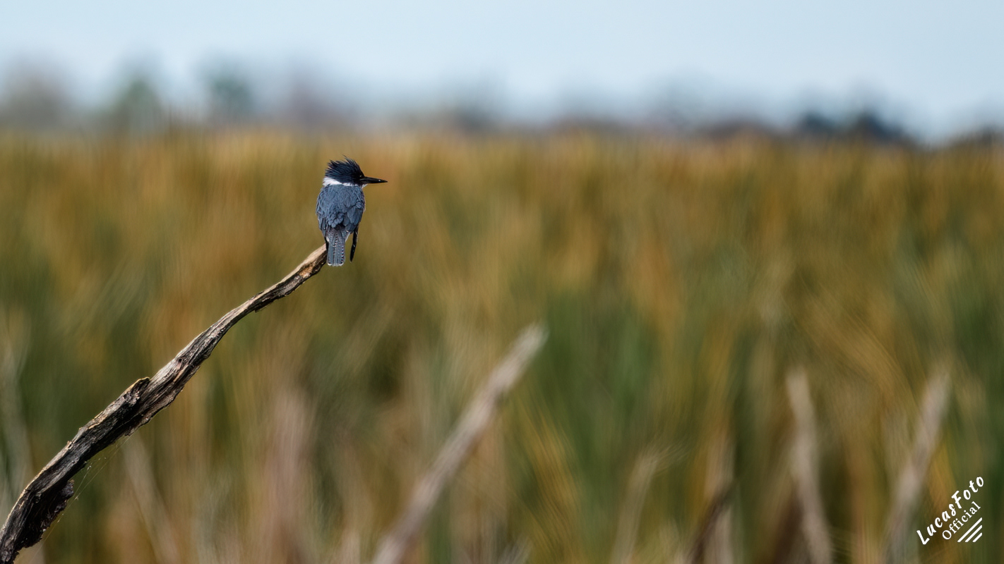Belted Kingfisher