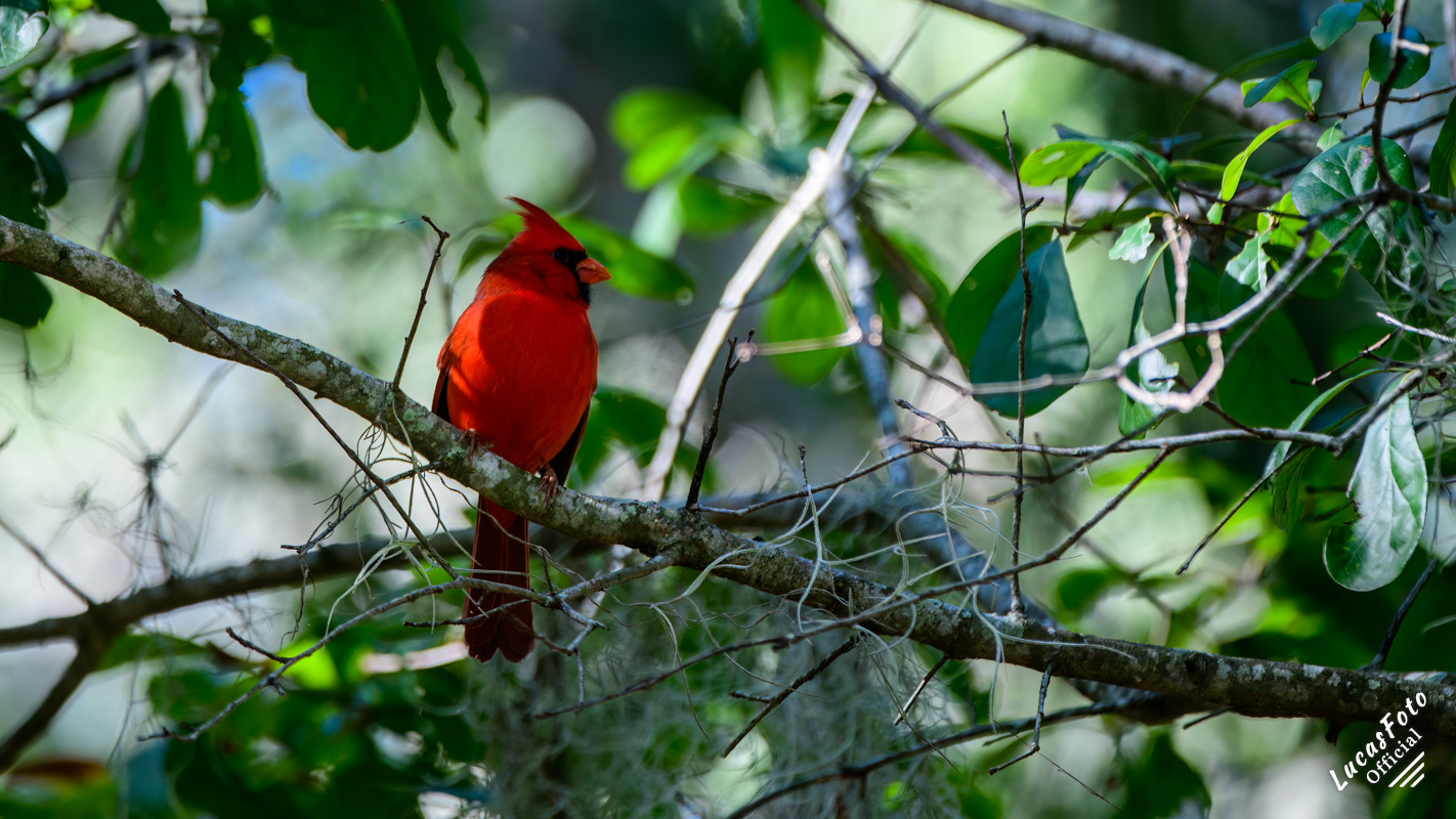 Northern Cardinal