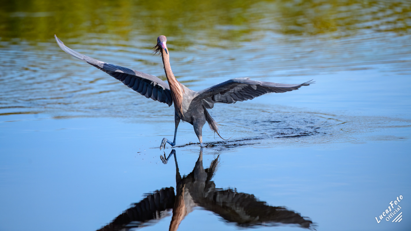Reddish Egret