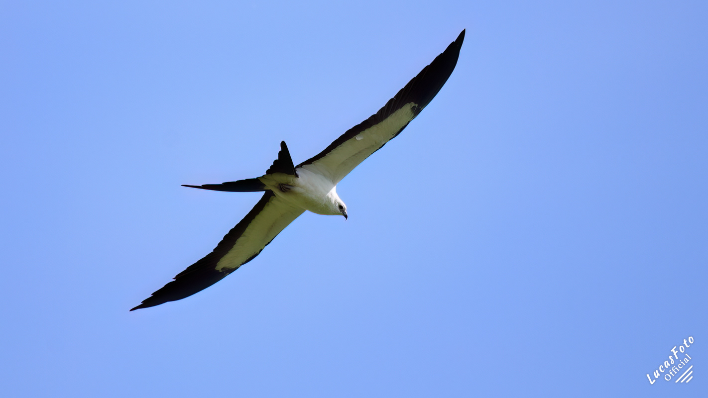 Swallow-tailed Kite