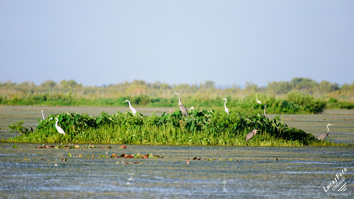 Great Egret / Great Blue Heron