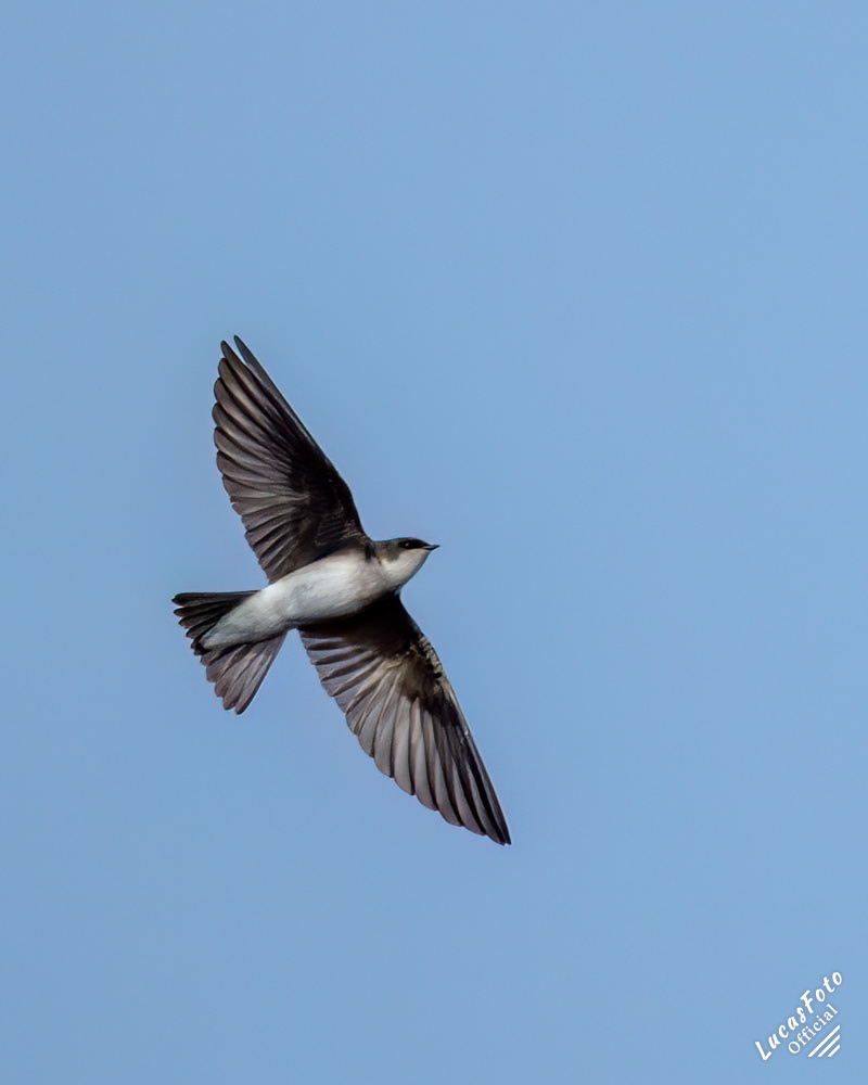 Tree Swallow