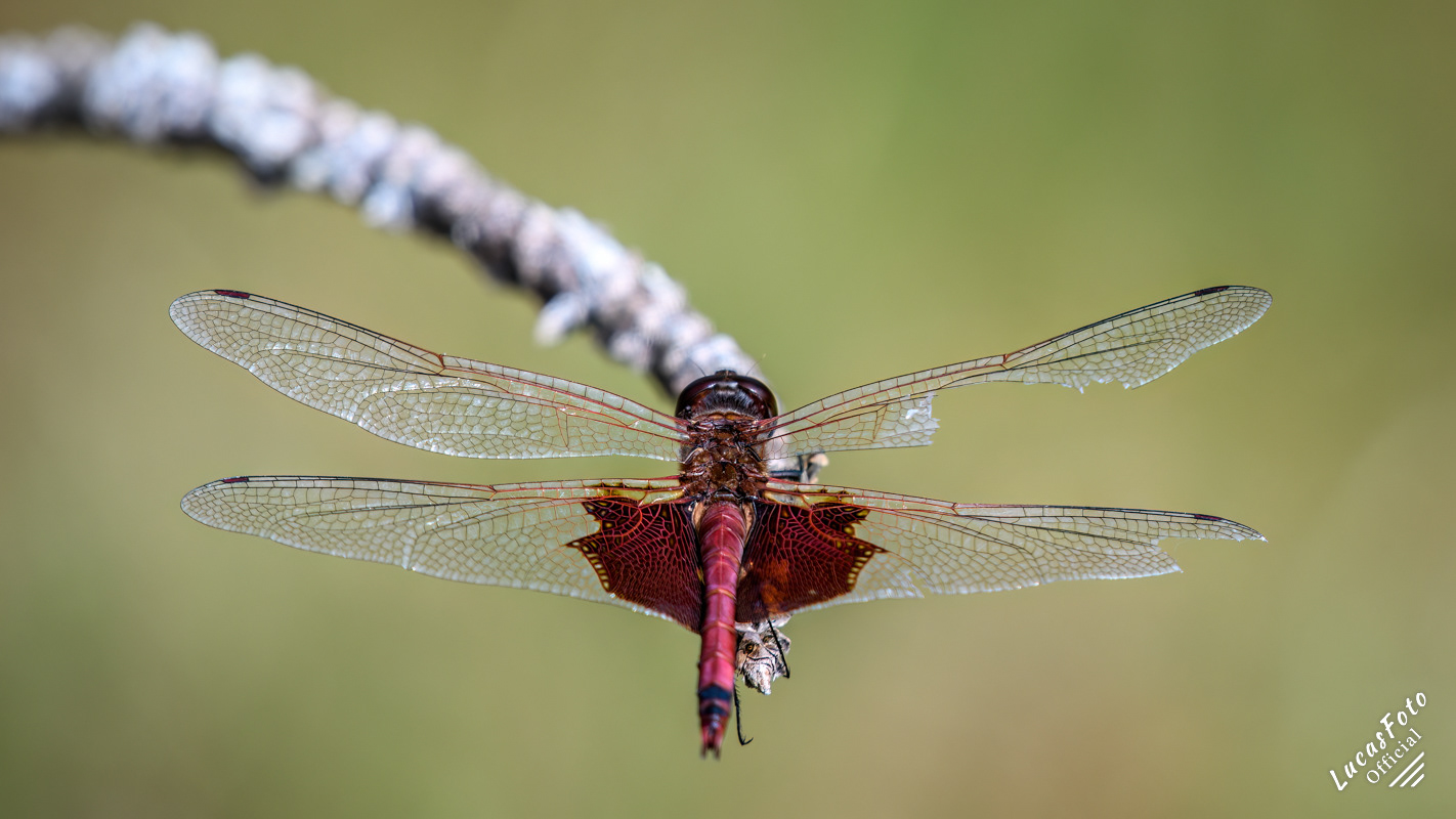 American rubyspot Dragonfly