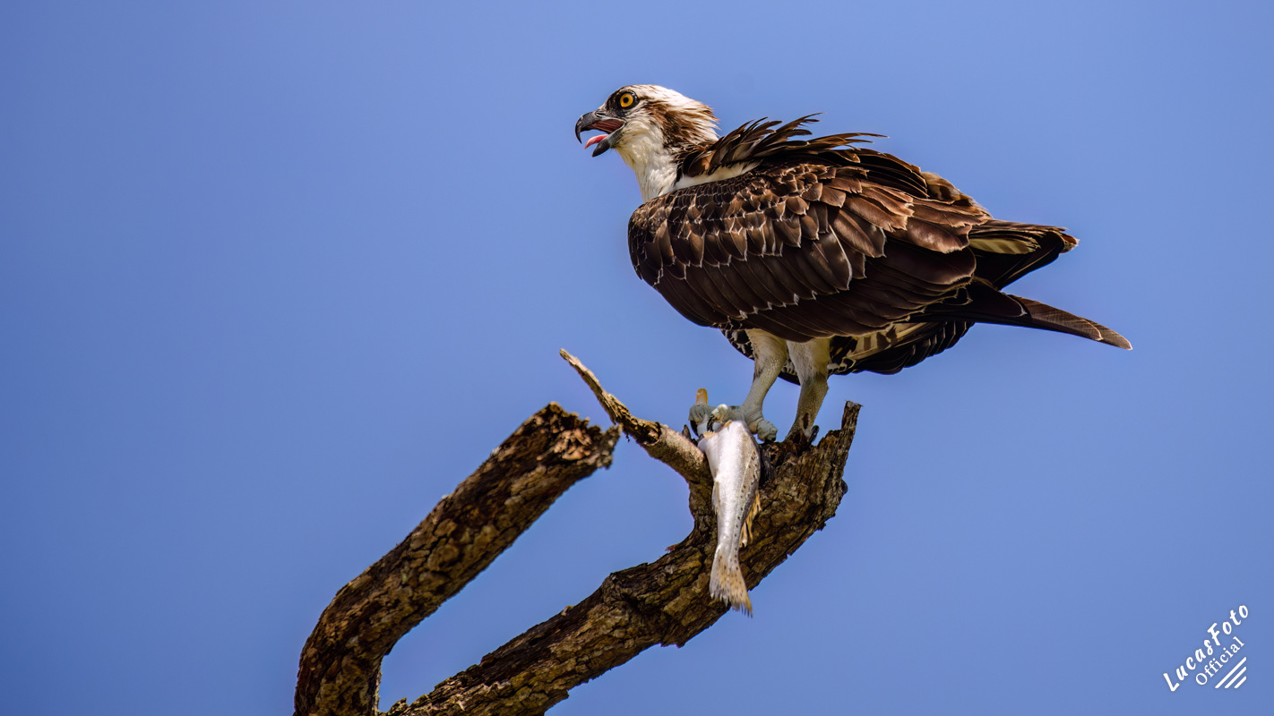 Osprey